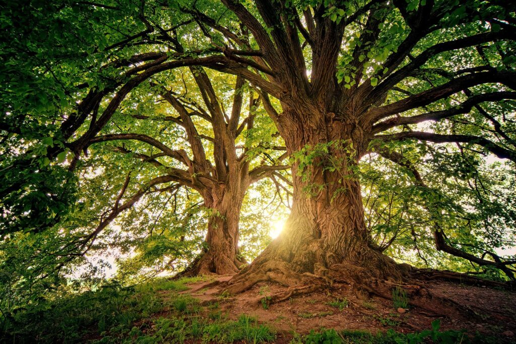 O que é DAP de uma árvore? Descubra a sua importância