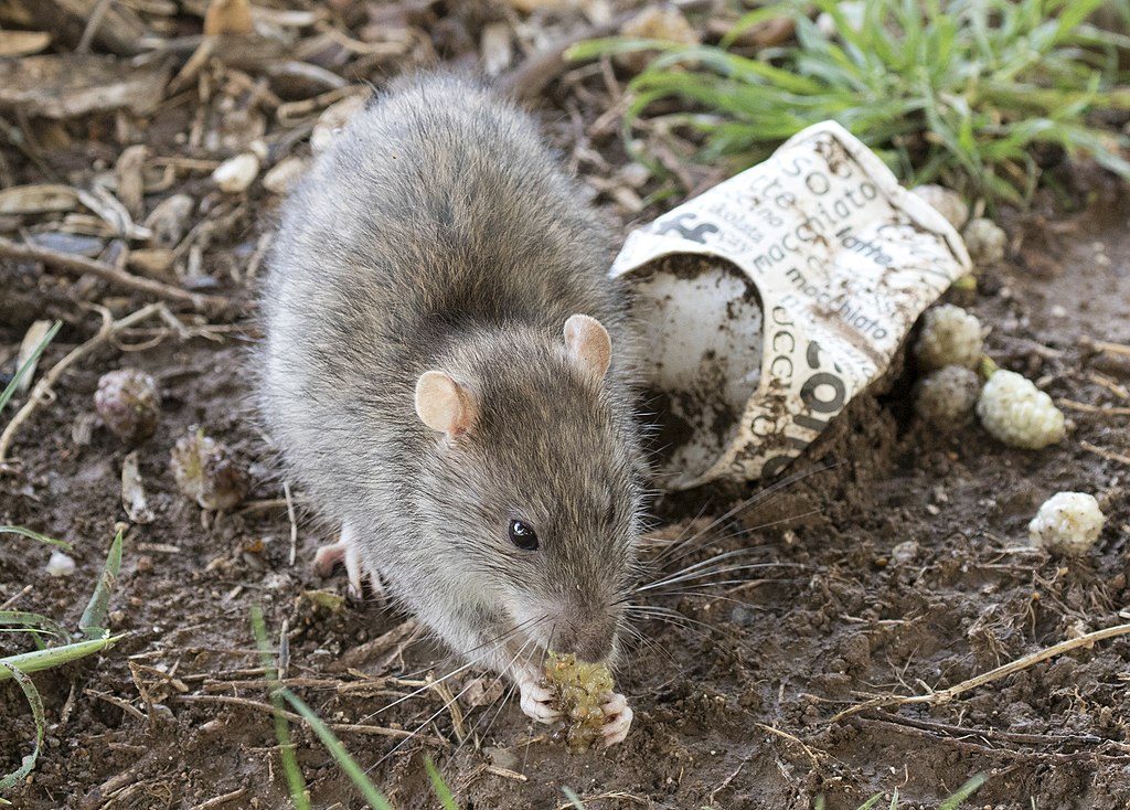 Ratos agressivos viram motivo de alerta