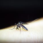 Dengue: um problema de saúde pública