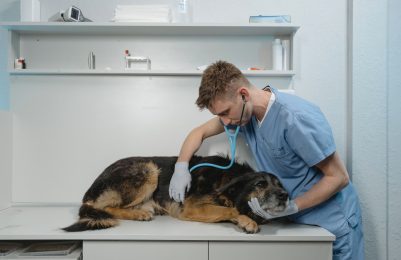 Outubro Rosa Pet: você sabia que animais também podem ter câncer de mama?
